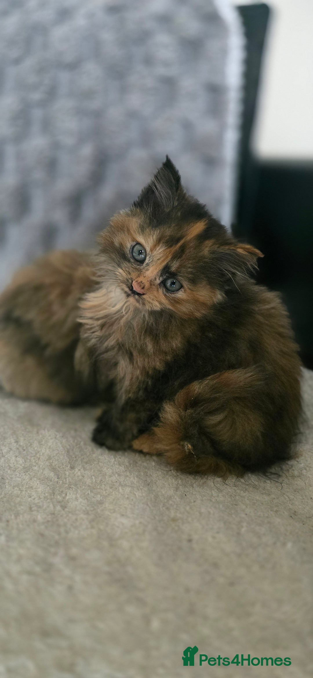 LaPerm cats for sale: 8 Laperm mix kittens, curly & long-haired - Advert 1