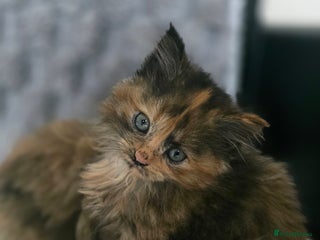 LaPerm cats 8 Laperm mix kittens, curly & long-haired - Advert 16