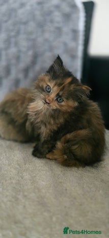 LaPerm cats 8 Laperm mix kittens, curly & long-haired - Advert 1