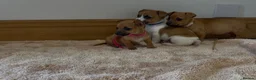 Jack Russell dogs for sale: Jack Russell puppies in Darwen - Advert 7