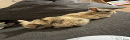 Mini Lion Lop rabbits for sale: 6 mini lion lops - Advert 4