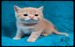 Scottish Fold cats for sale: TICA Registered Scottish kittens - Image 21