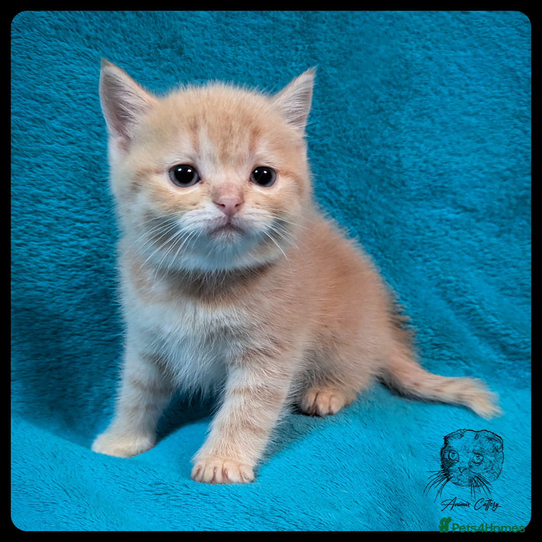 Scottish Fold cats for sale: TICA Registered Scottish kittens - Image 21