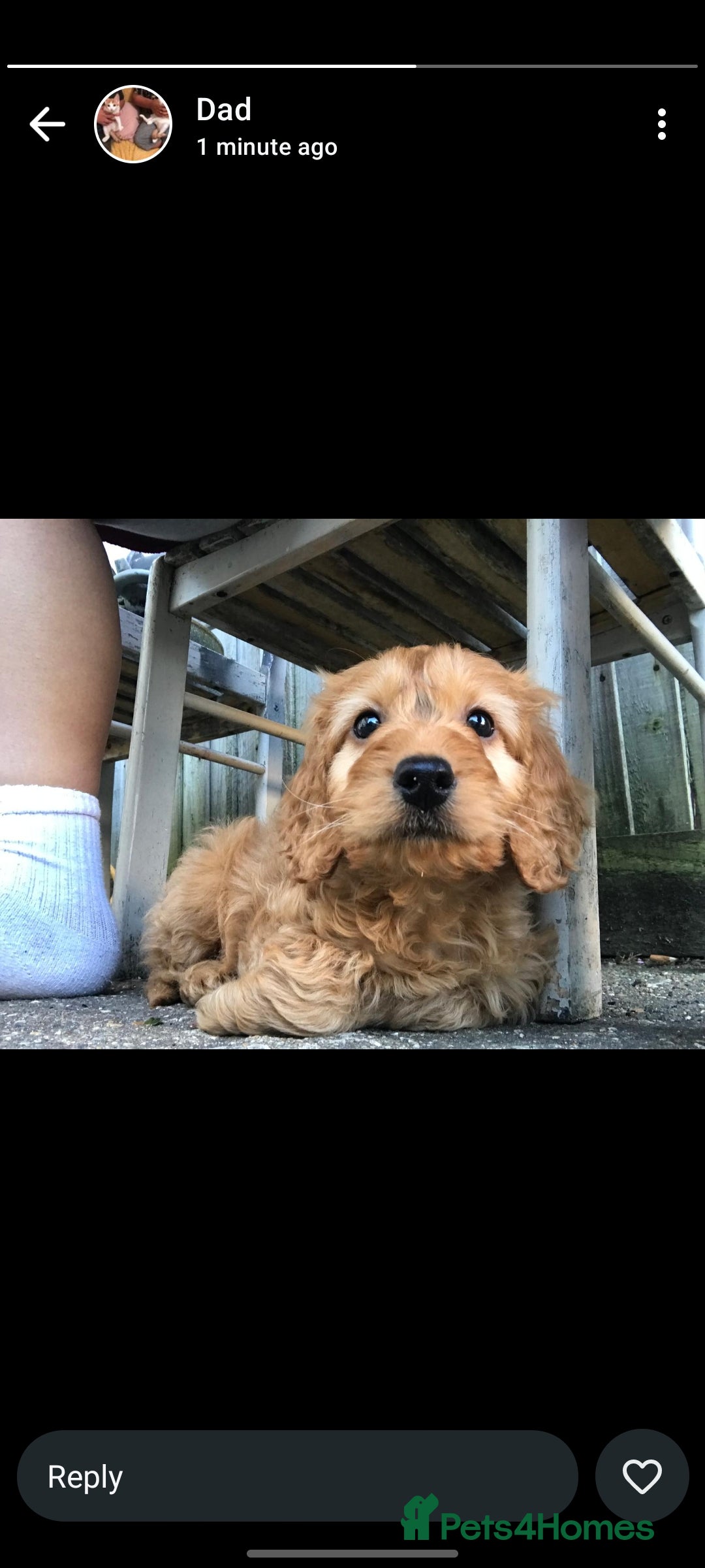 Cockapoo dogs for sale: Cockapoo  - Image 3