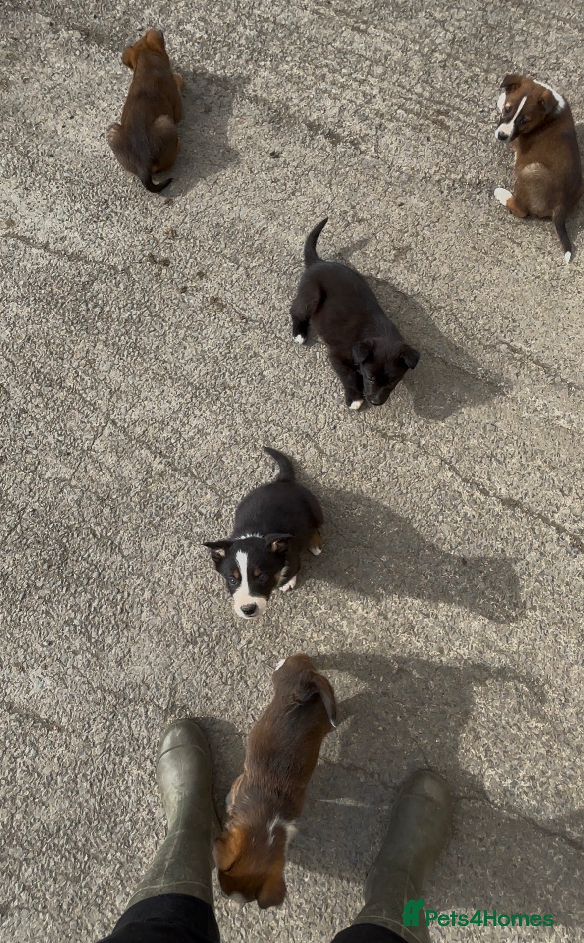 Mixed Breed dogs 8 week old kelpie x Welsh collie pups - Advert 1