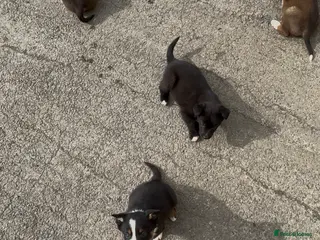 Mixed Breed dogs 8 week old kelpie x Welsh collie pups - Advert 12