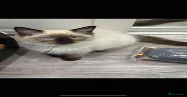 Ragdoll cats - Advert 9