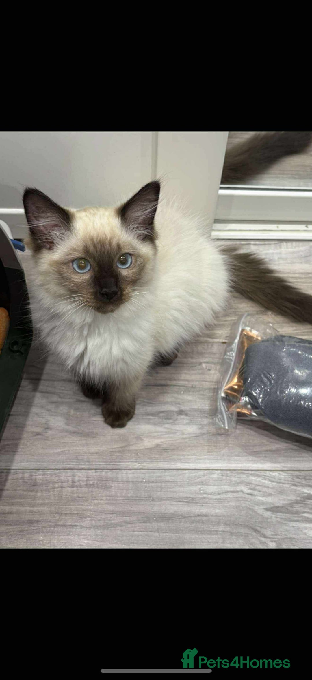 Ragdoll cats for sale: Ragdoll kittens - Image 3