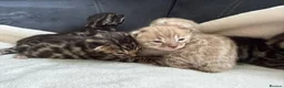 Bengal cats for sale: Bengal Kittens For Sale (6 Left) - Advert 16