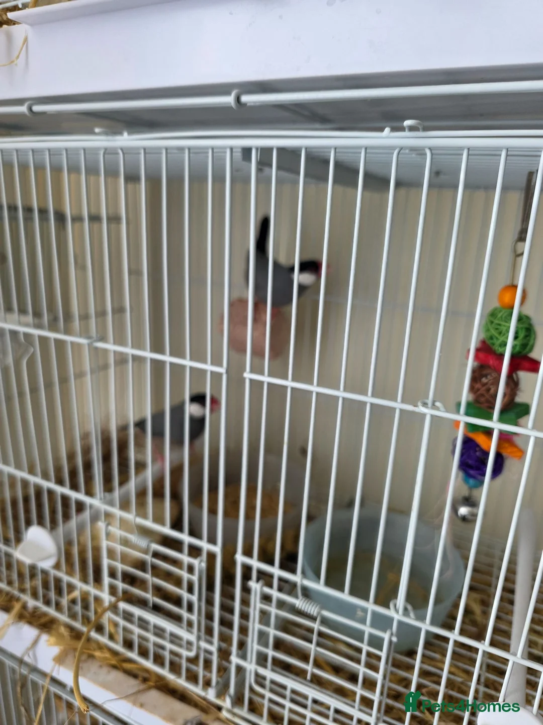 Finches birds for sale: Java finches/sparrows in Houghton Regis - Advert 2