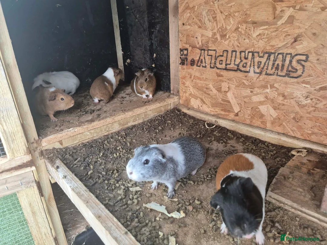Guinea Pig rodents for sale: Guinea pig - Advert 2