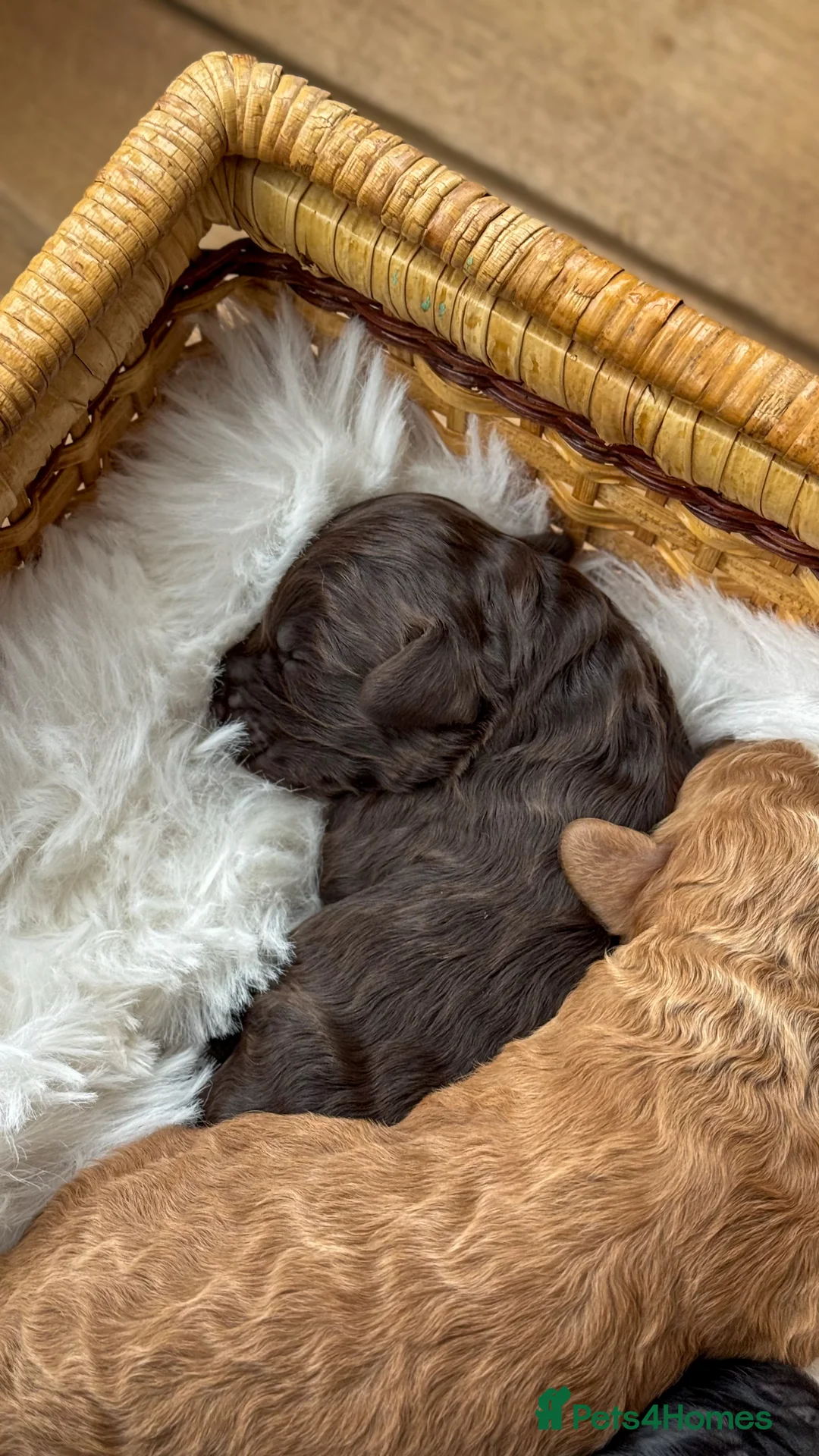 Australian Labradoodle dogs for sale: Five Australian Labradoodle puppies - Advert 7