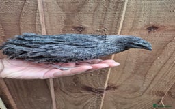 Quail poultry for sale: Standard/Jumbo/Celadon Quail Chicks & Hens - Image 9