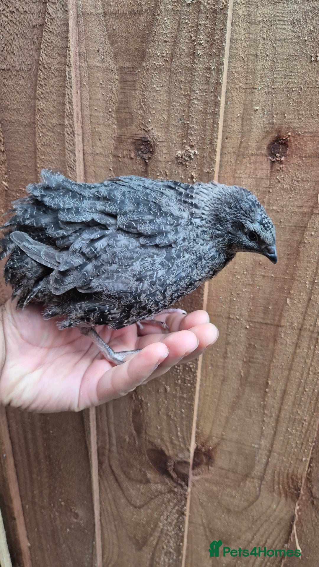 Quail poultry for sale: Standard/Jumbo/Celadon Quail Chicks & Hens - Image 9