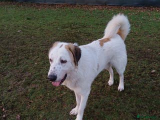 Mixed Breed dogs BALOO – A Gentle Giant 🐻 with a Golden Heart 💛 - Advert 4