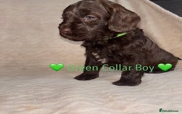 Cavapoo dogs for sale: 🐶 F1 CAVAPOO PUPPIES HEALTH TESTED PARENTS 🐶 - Advert 29