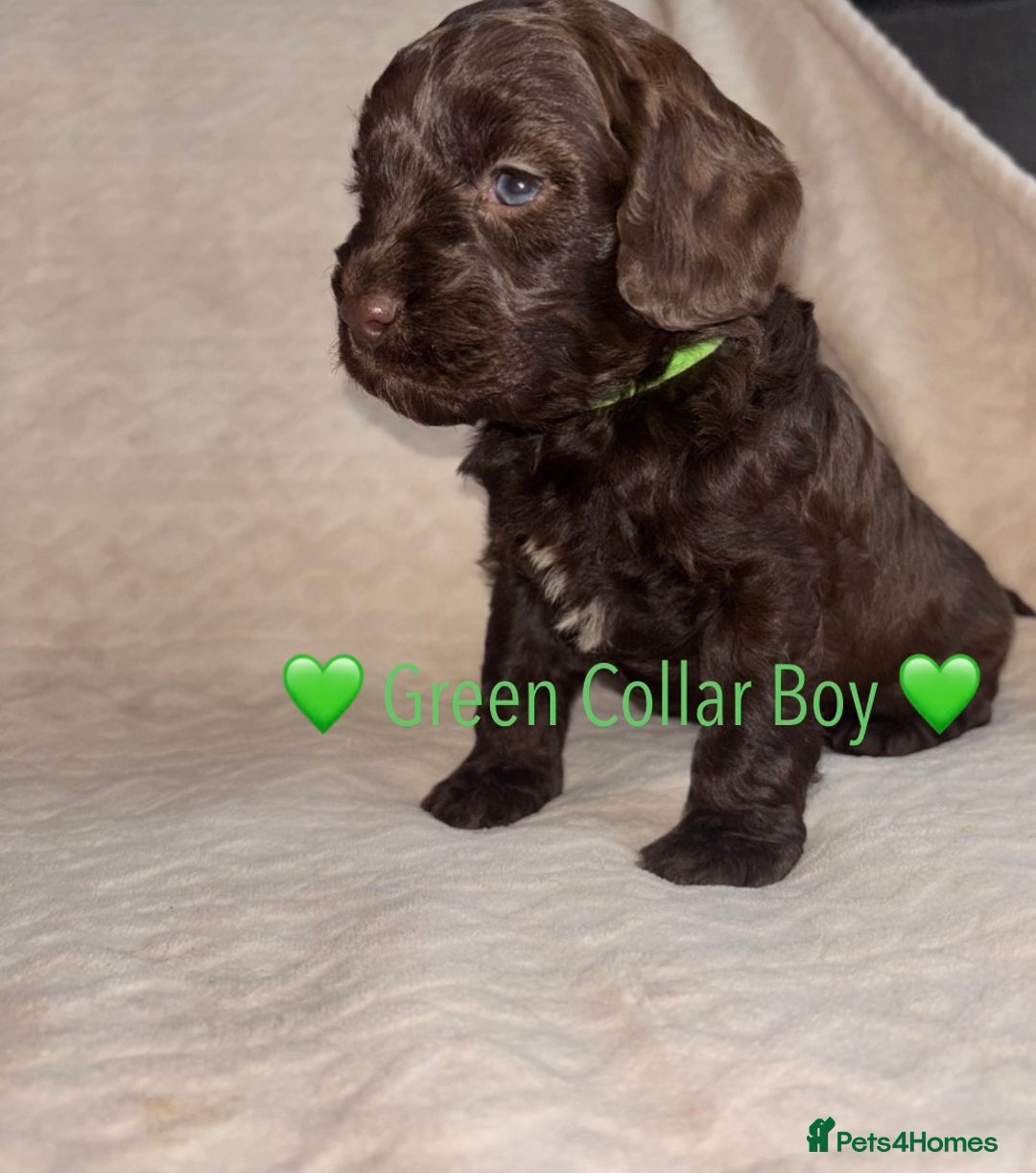 Cavapoo dogs for sale: 🐶 F1 CAVAPOO PUPPIES HEALTH TESTED PARENTS 🐶 - Advert 29