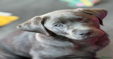 Labrador Retriever dogs - Advert 7
