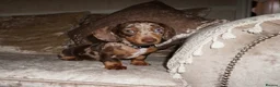 Miniature Dachshund dogs for sale: Beautiful boy dachshund puppy (1 left)  in Tilbury - Advert 2
