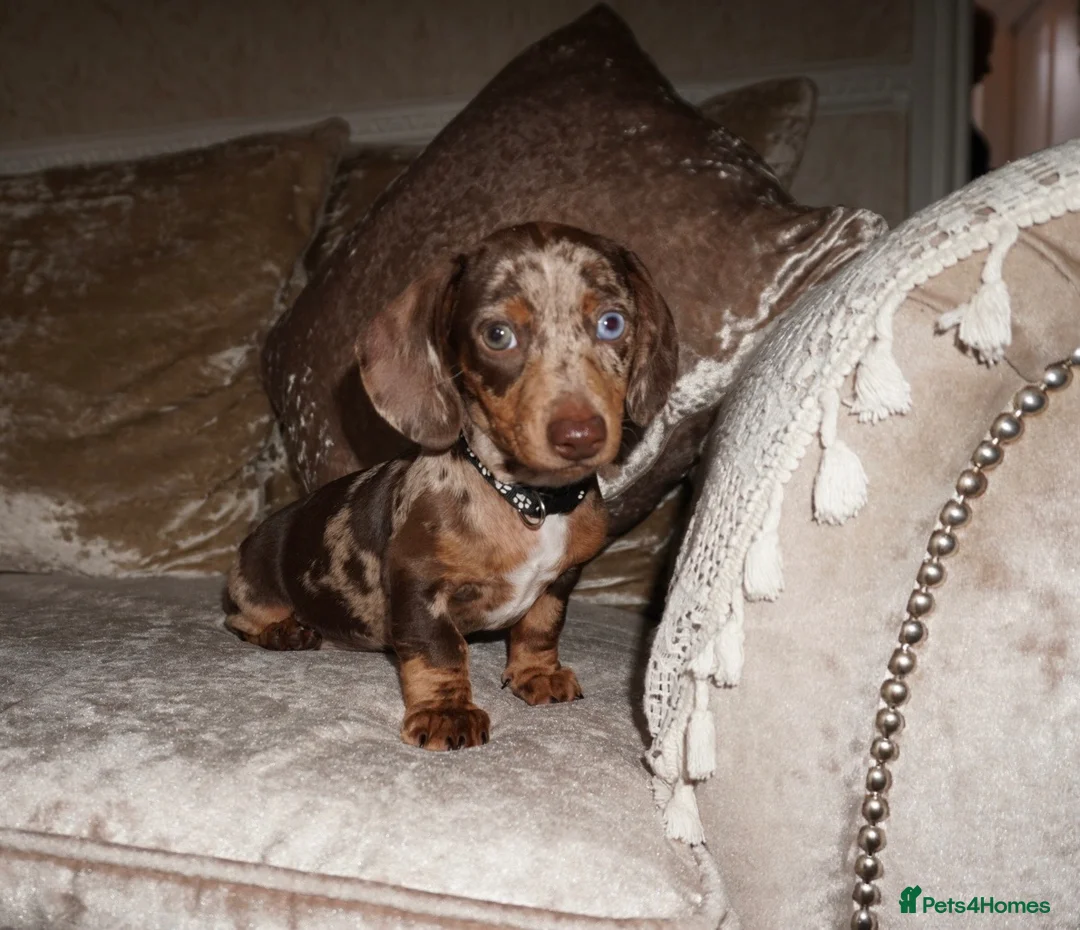 Miniature Dachshund dogs for sale: Beautiful boy dachshund puppy (1 left)  in Tilbury - Advert 2