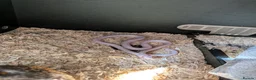 Corn Snake reptiles for sale: Two Corn snakes and enclosures for sale in Glasgow - Advert 7