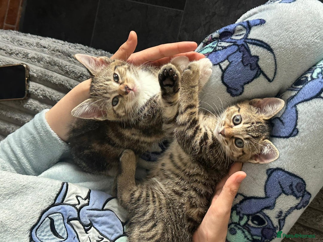 Domestic Shorthair cats for sale: Kittens  - Image 2