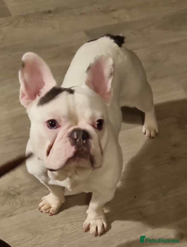 French Bulldog dogs KC Freach bulldog pied in Liverpool - Advert 1