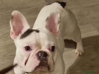 French Bulldog dogs KC Freach bulldog pied in Liverpool - Advert 14