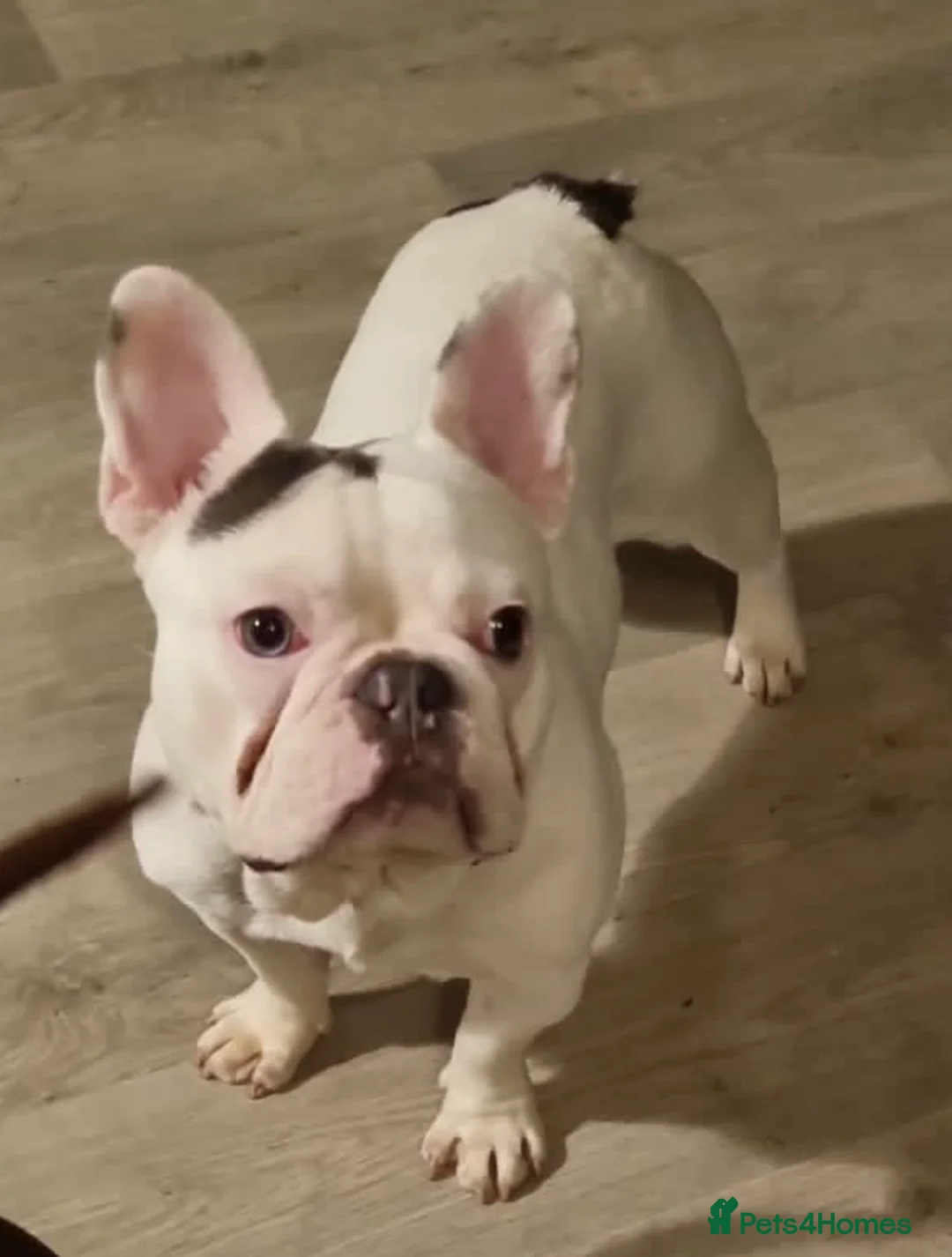 French Bulldog dogs for stud: KC Freach bulldog pied in Liverpool - Advert 1