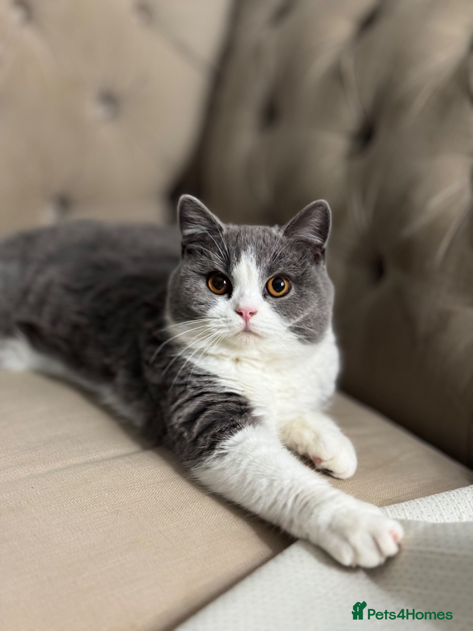 British Shorthair cats Stunning BritishShorthair Beautiful Fluffy Kittens - Advert 1