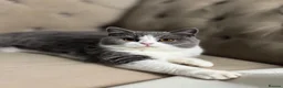British Shorthair cats for sale: Stunning BritishShorthair Beautiful Fluffy Kittens in Maidstone - Advert 1