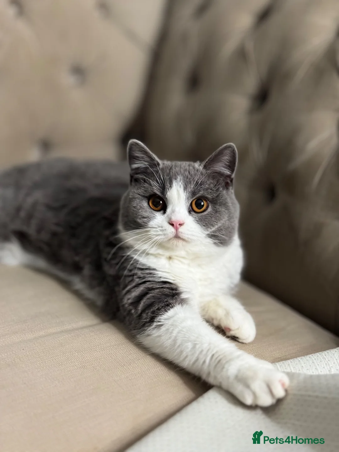 British Shorthair cats for sale: Stunning BritishShorthair Beautiful Fluffy Kittens in Maidstone - Advert 1