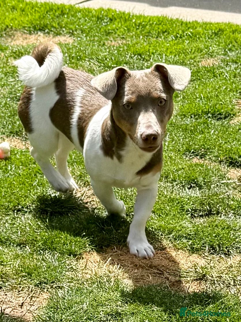 Jack Russell dogs Miniature Jack Russell pups - Advert 5