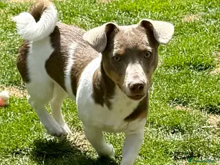 Jack Russell dogs Miniature Jack Russell pups - Advert 5