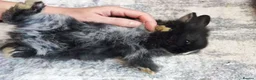 Mixed Breed rabbits for sale: A cute little rabbit - Advert 2