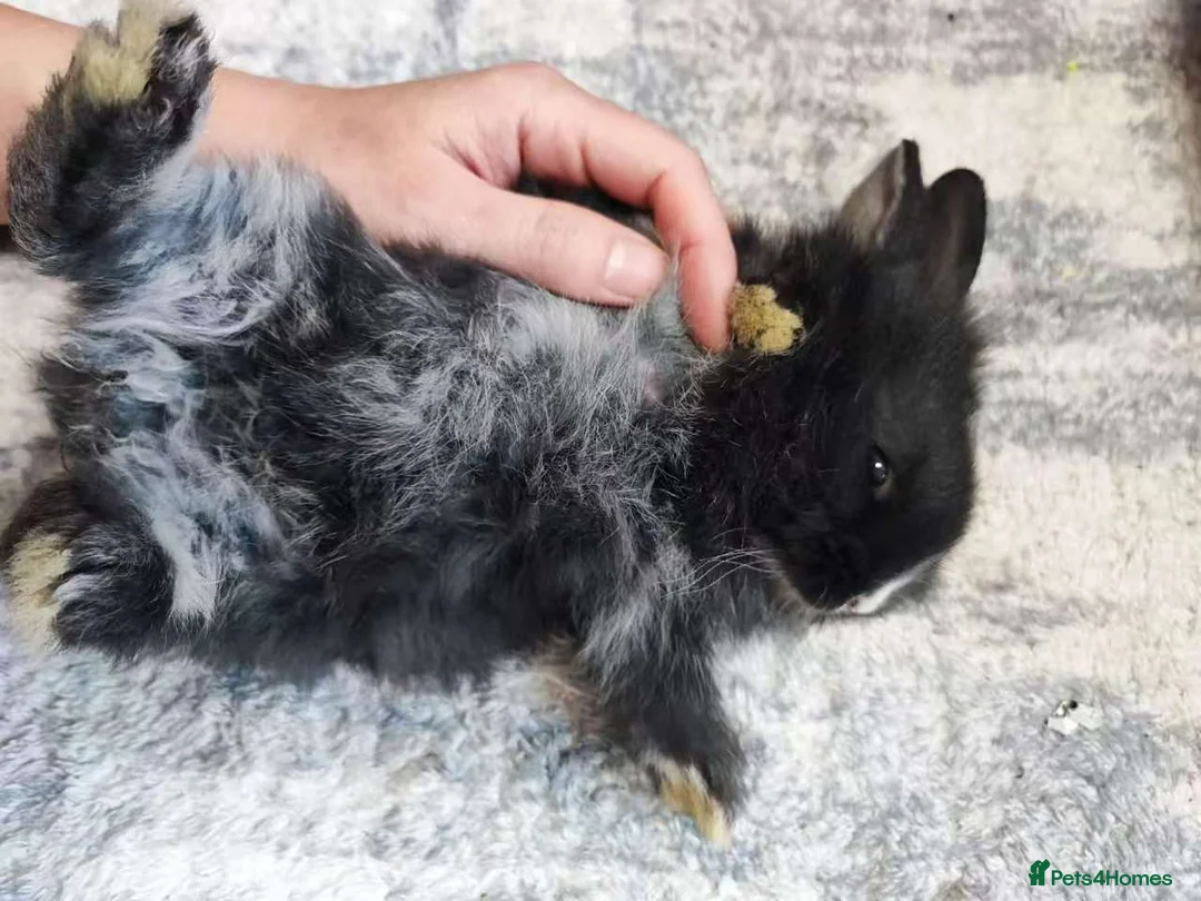 Mixed Breed rabbits for sale: A cute little rabbit - Advert 2