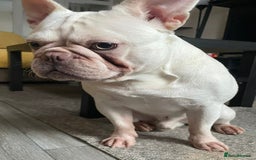 French Bulldog dogs for sale: Platinum Male French bulldog 22 months  - Image 4