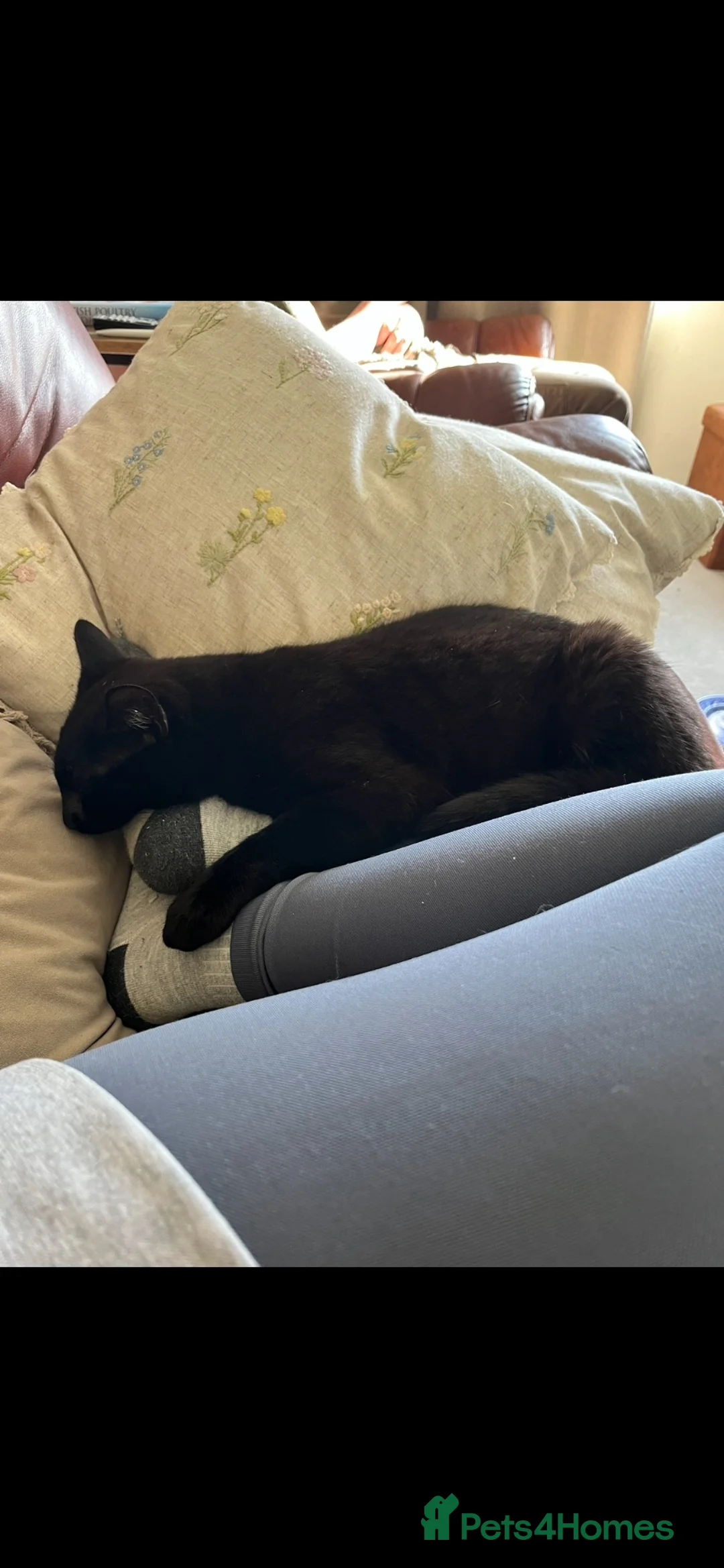 Domestic Shorthair cats for sale: 1 year old cat  in Norwich - Advert 4
