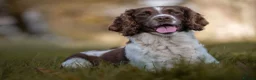 English Springer Spaniel dogs for stud: English springer Spaniel "Rolo" in Plymouth - Advert 4