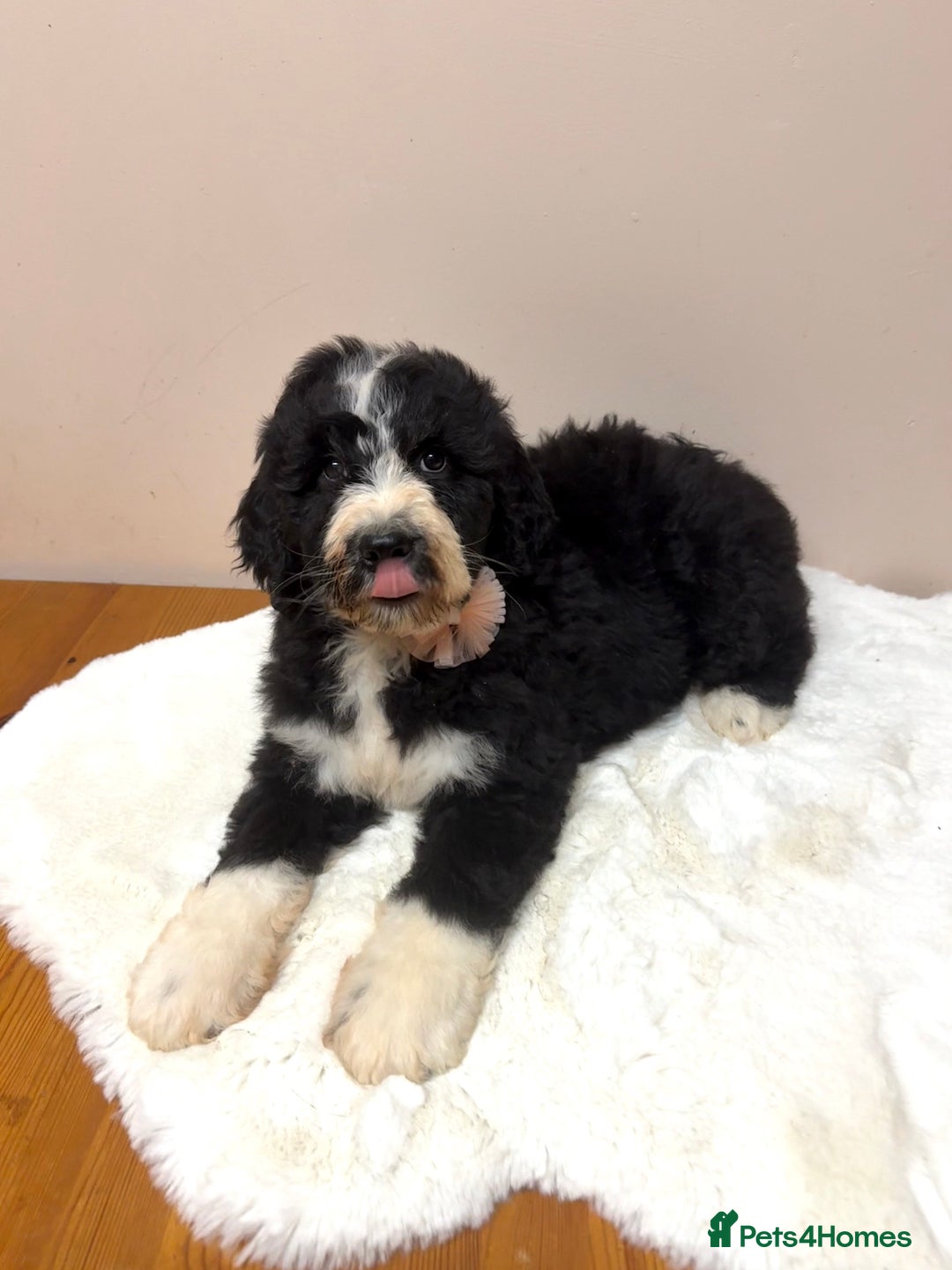 Bernedoodle dogs for sale: F1 Standard Bernerdoodles - Advert 7