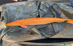 Koi Carp fish for sale: Koi carp  - Advert 3