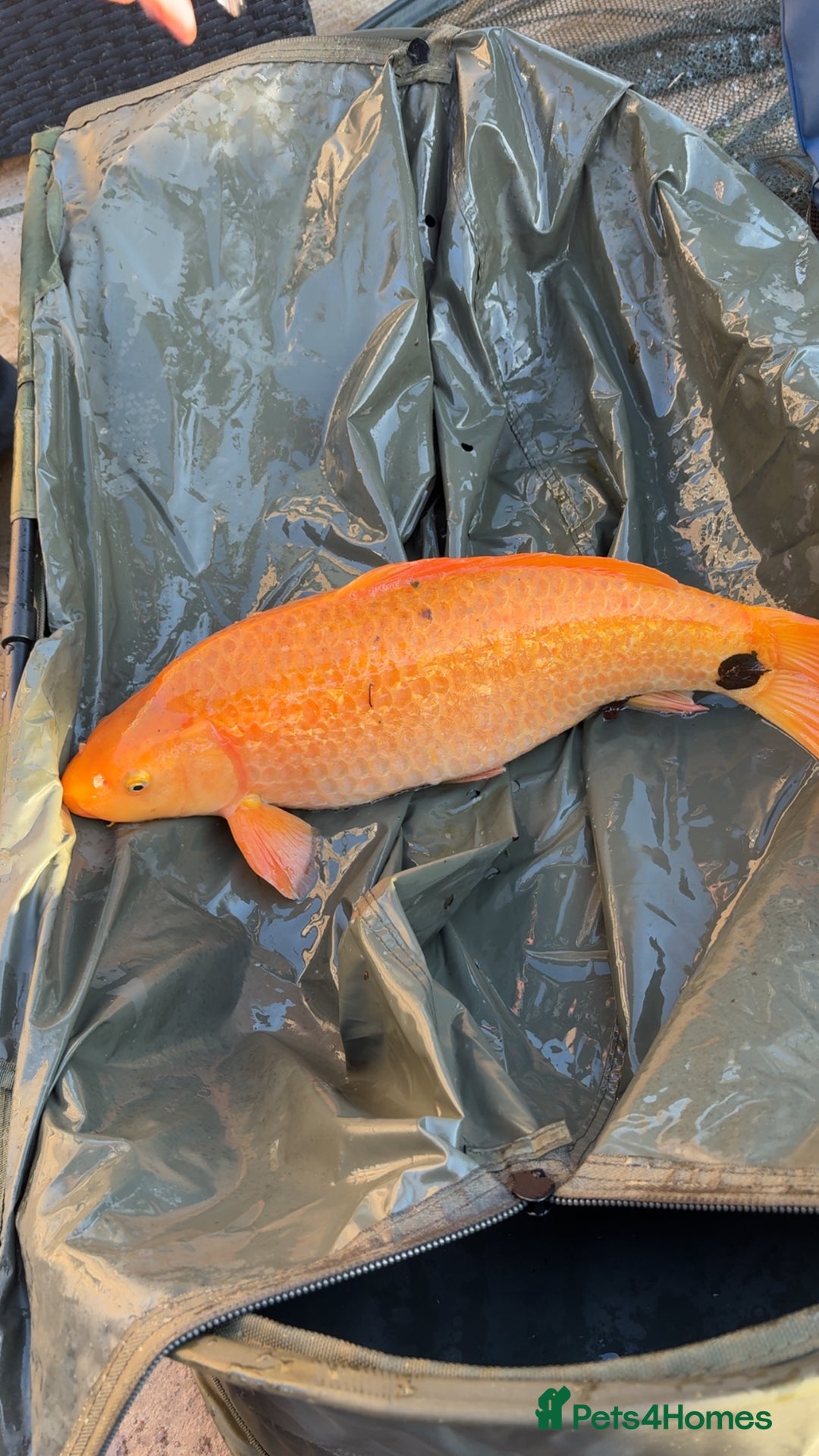 Koi Carp fish for sale: Koi carp  - Advert 3