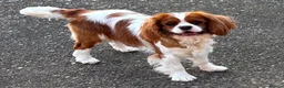 Cavalier King Charles Spaniel dogs for sale: Blenheim cavalier King Charles spaniels  - Advert 3