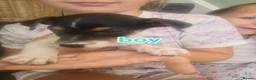 Jack Russell dogs for sale: Jack Russell puppies  in Ashford - Advert 7