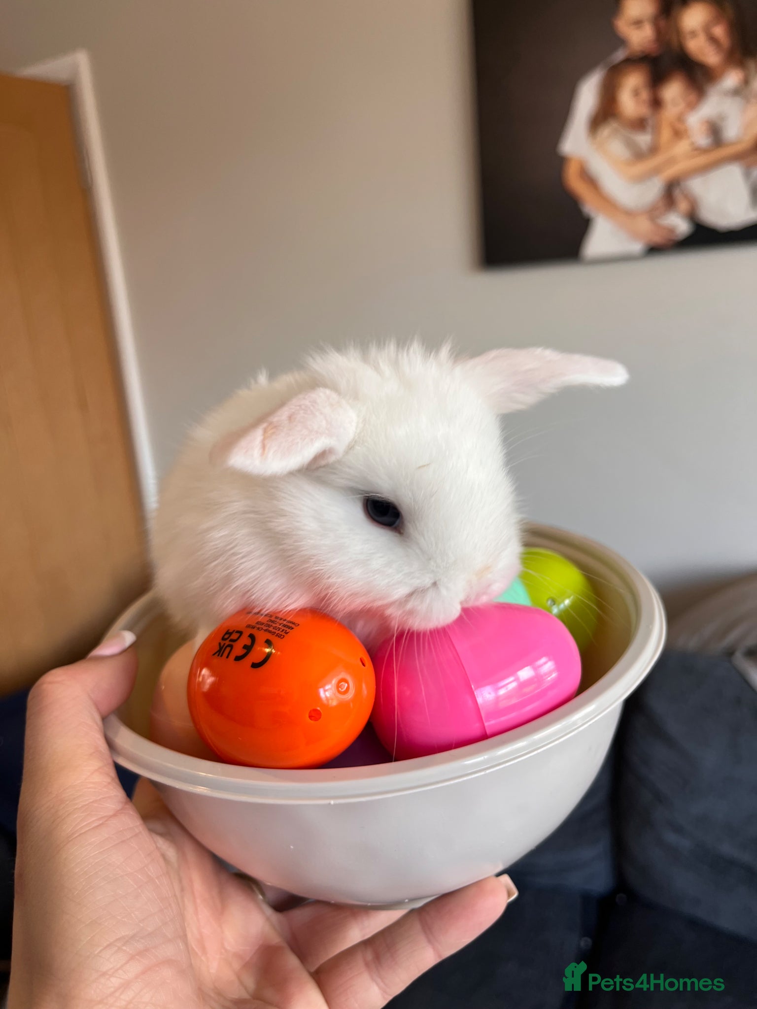 Mini Lop rabbits mini lop - Advert 16