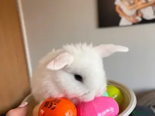 Mini Lop rabbits mini lop - Advert 17