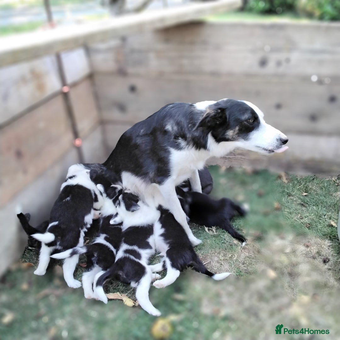 Border Collie dogs for sale: Adorable Border collie pups - Image 22