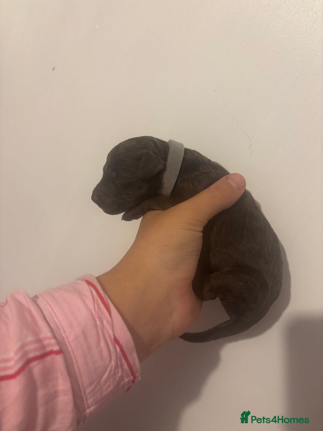 Standard Poodle dogs for sale: Beautiful litter of Standard Poodle Puppies  - Image 2