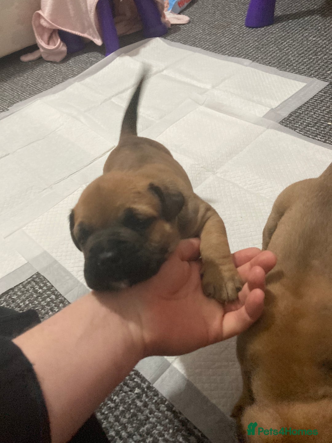 Bullmastiff dogs for sale: Bullmastiff puppies for sale - Advert 4