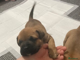 Bullmastiff dogs Bullmastiff puppies for sale - Advert 17